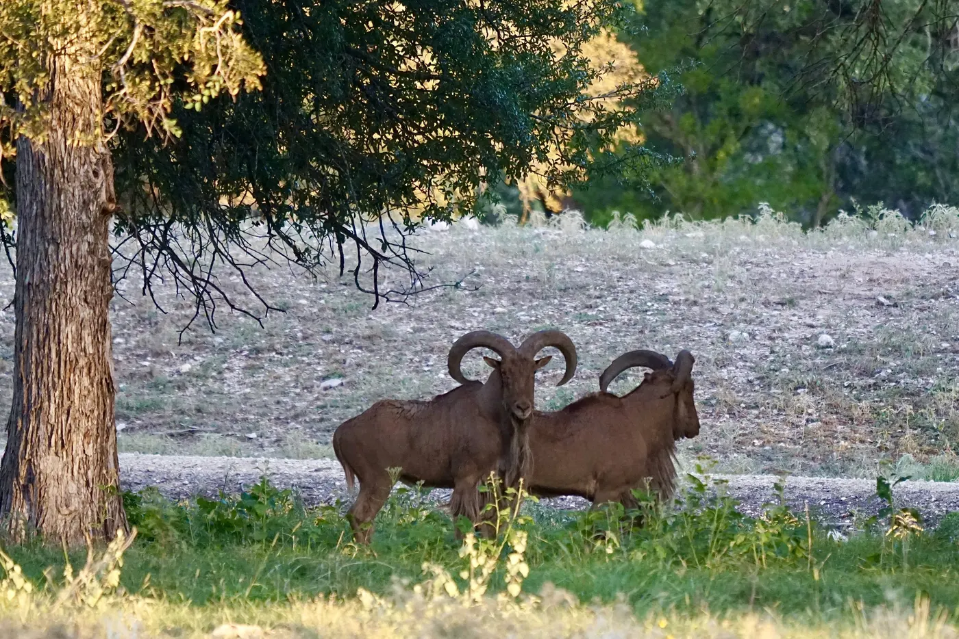 Aoudad rams