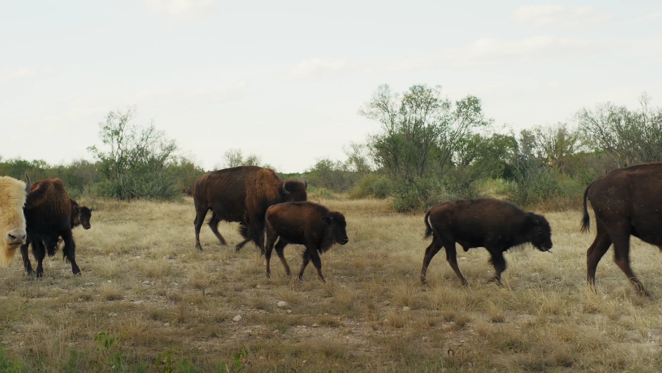 Bison grazing on the ranch