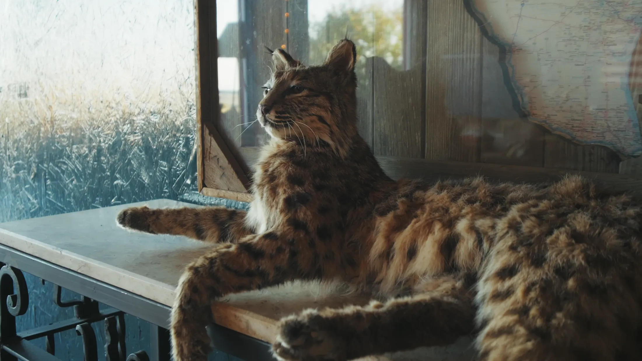 Bobcat resting in the lodge window