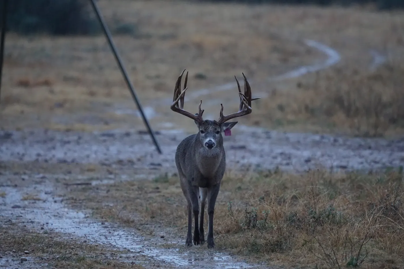 Whitetail on a trail
