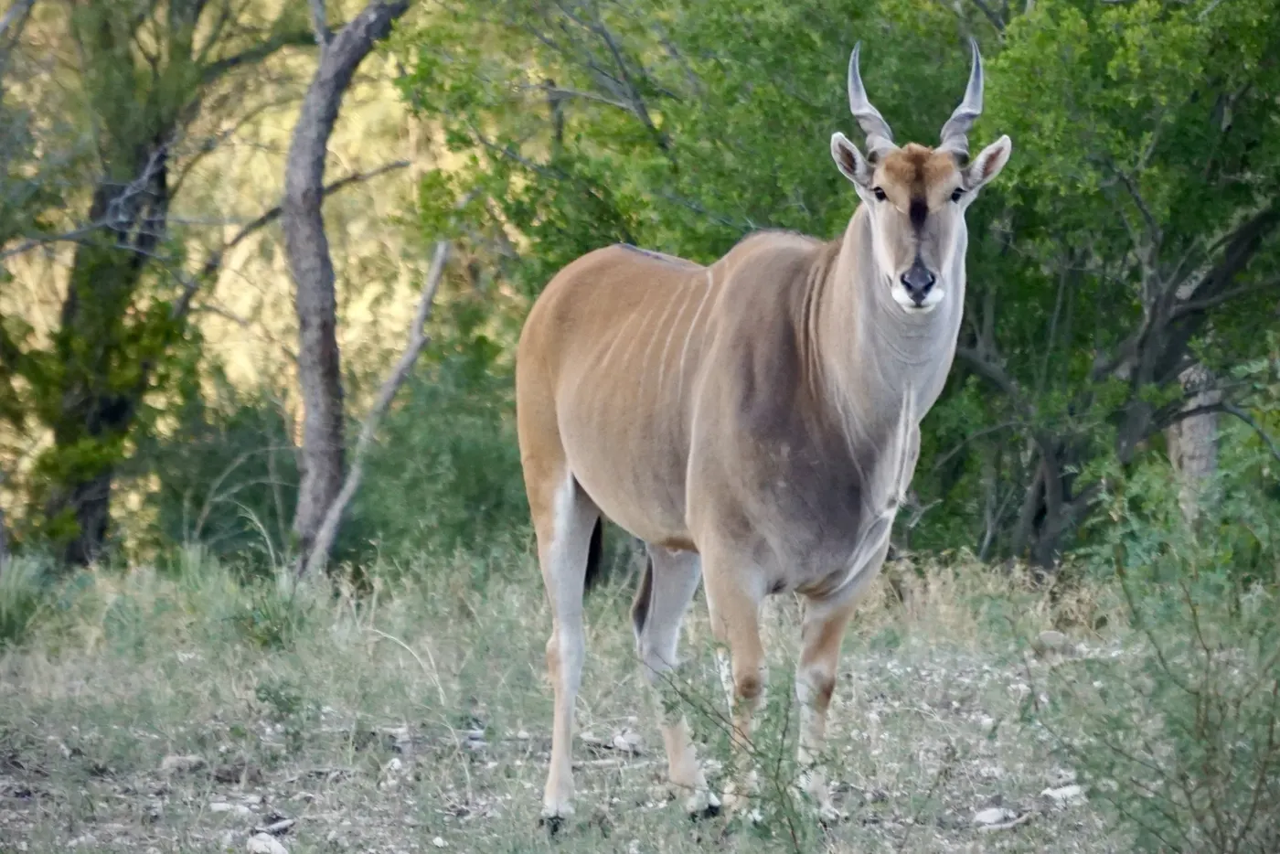 Eland