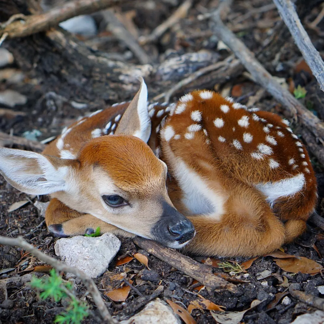 Whitetail fawn