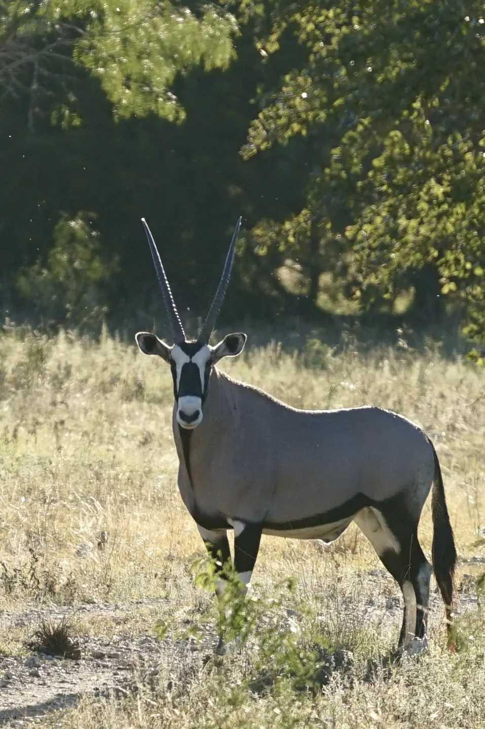 Gemsbok